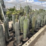 Kardón obrovský (Pachycereus pringlei) - výška 100-120 cm, kont.C40L (-4°C) - STARÝ A VZÁCNY EXEMPLÁR